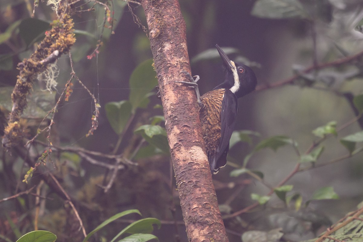 Рыжеполосый дятел - ML647303576