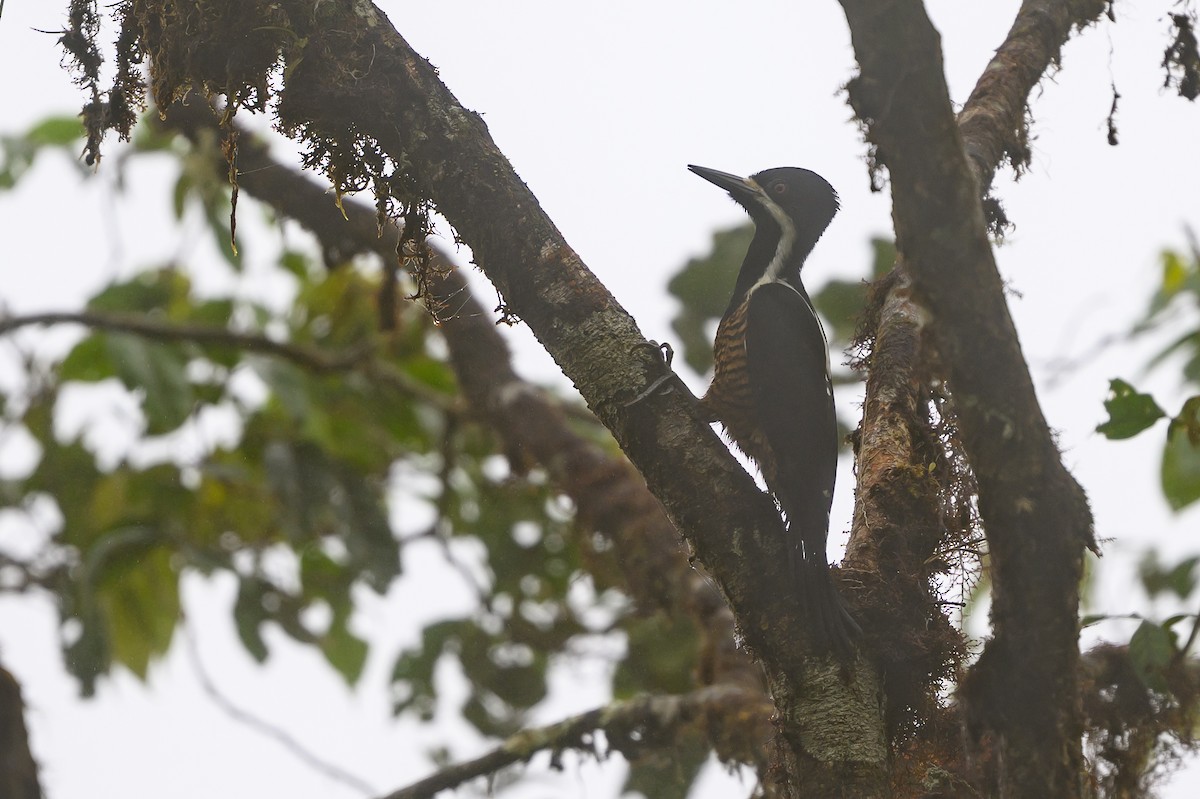 Рыжеполосый дятел - ML647303577