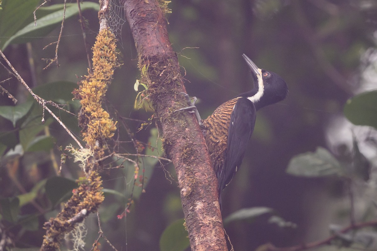 Рыжеполосый дятел - ML647303578