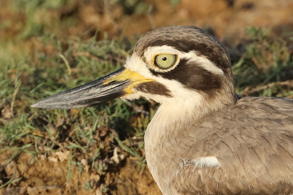 Grand Oedicnème - ML647303580