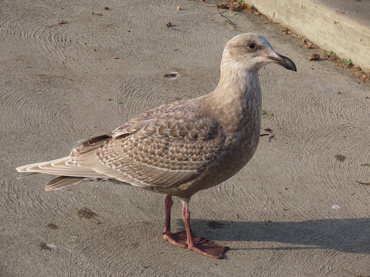שחף בלתי-מזוהה - ML647303588