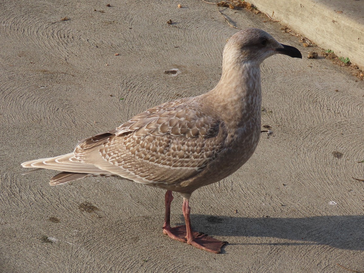 שחף בלתי-מזוהה - ML647303589