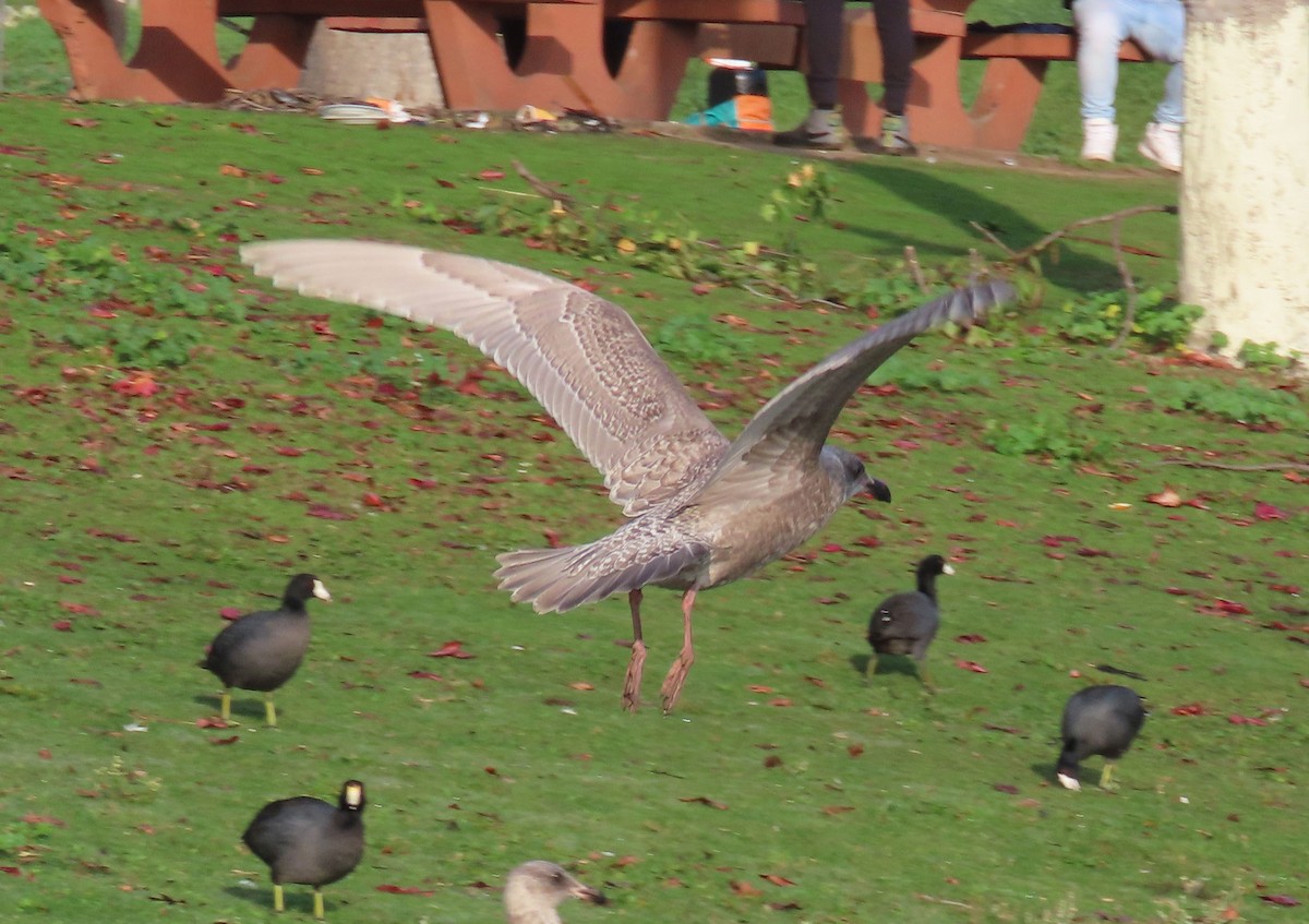 שחף בלתי-מזוהה - ML647303595