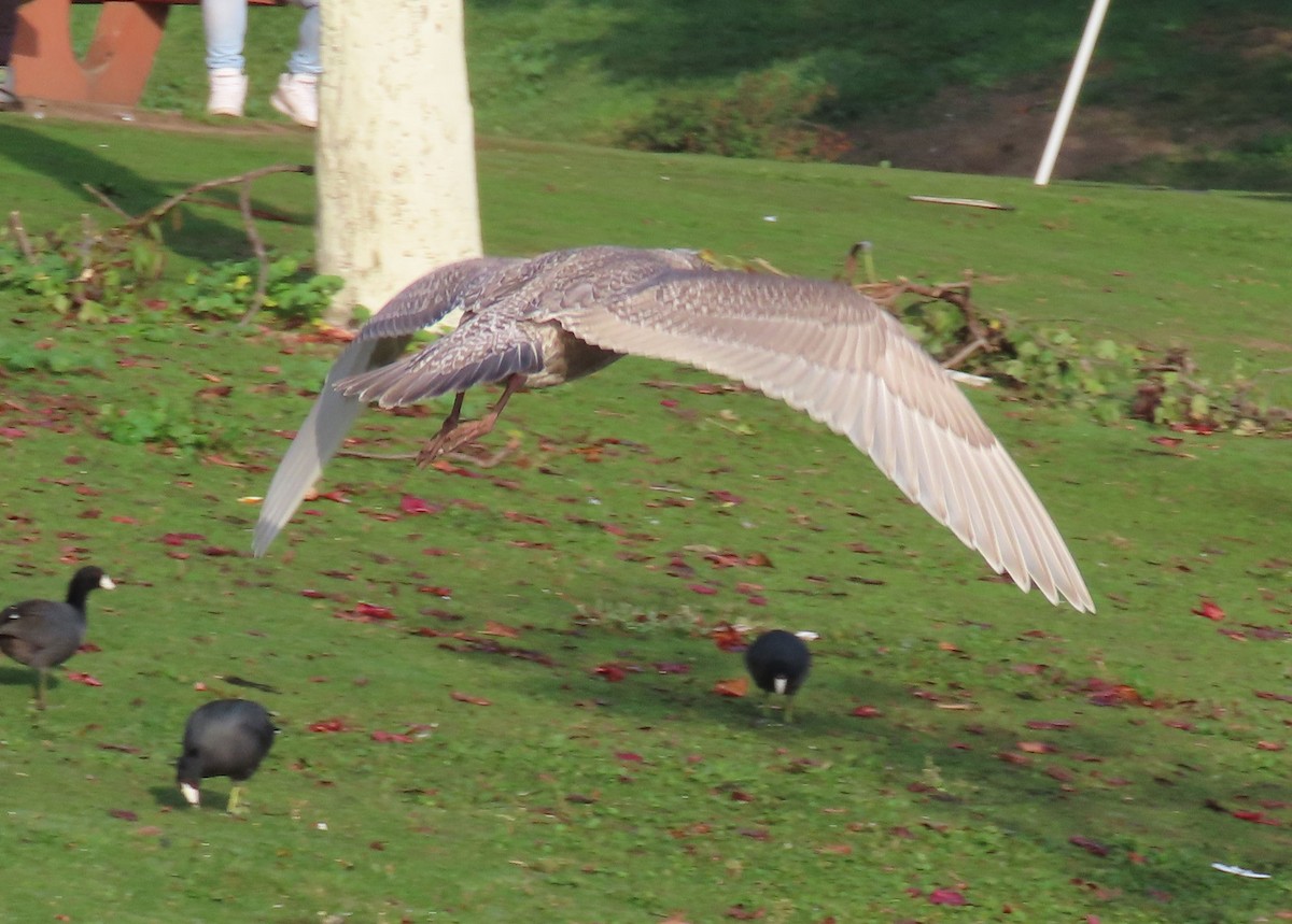 שחף בלתי-מזוהה - ML647303596