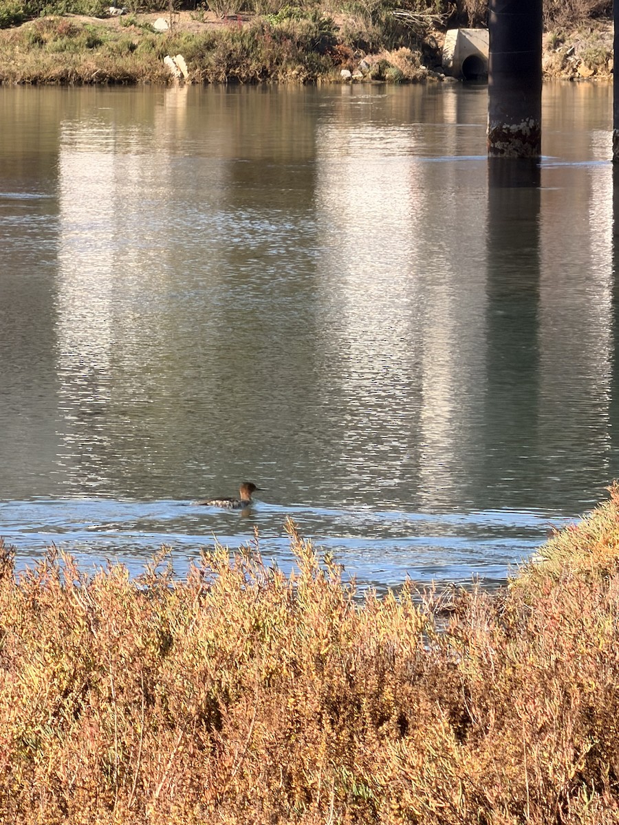 Red-breasted Merganser - ML647303601