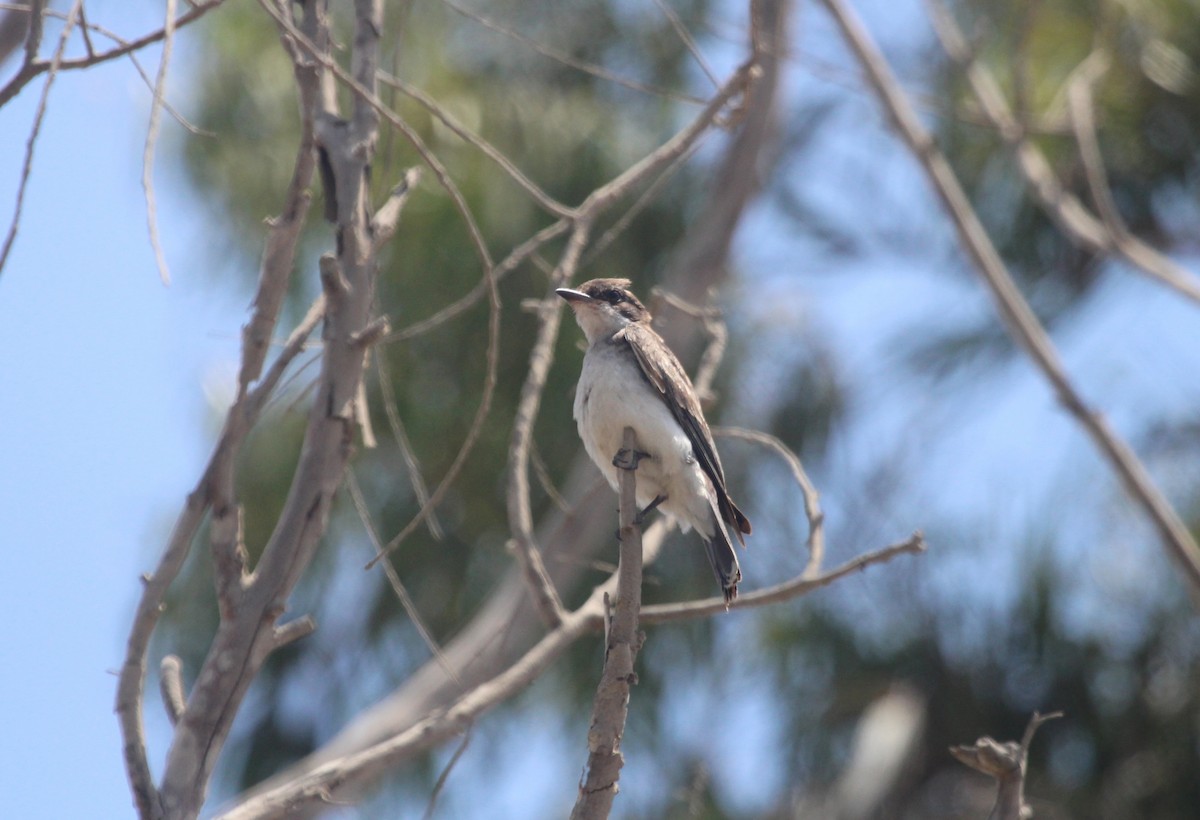 Eastern Kingbird - ML647303604