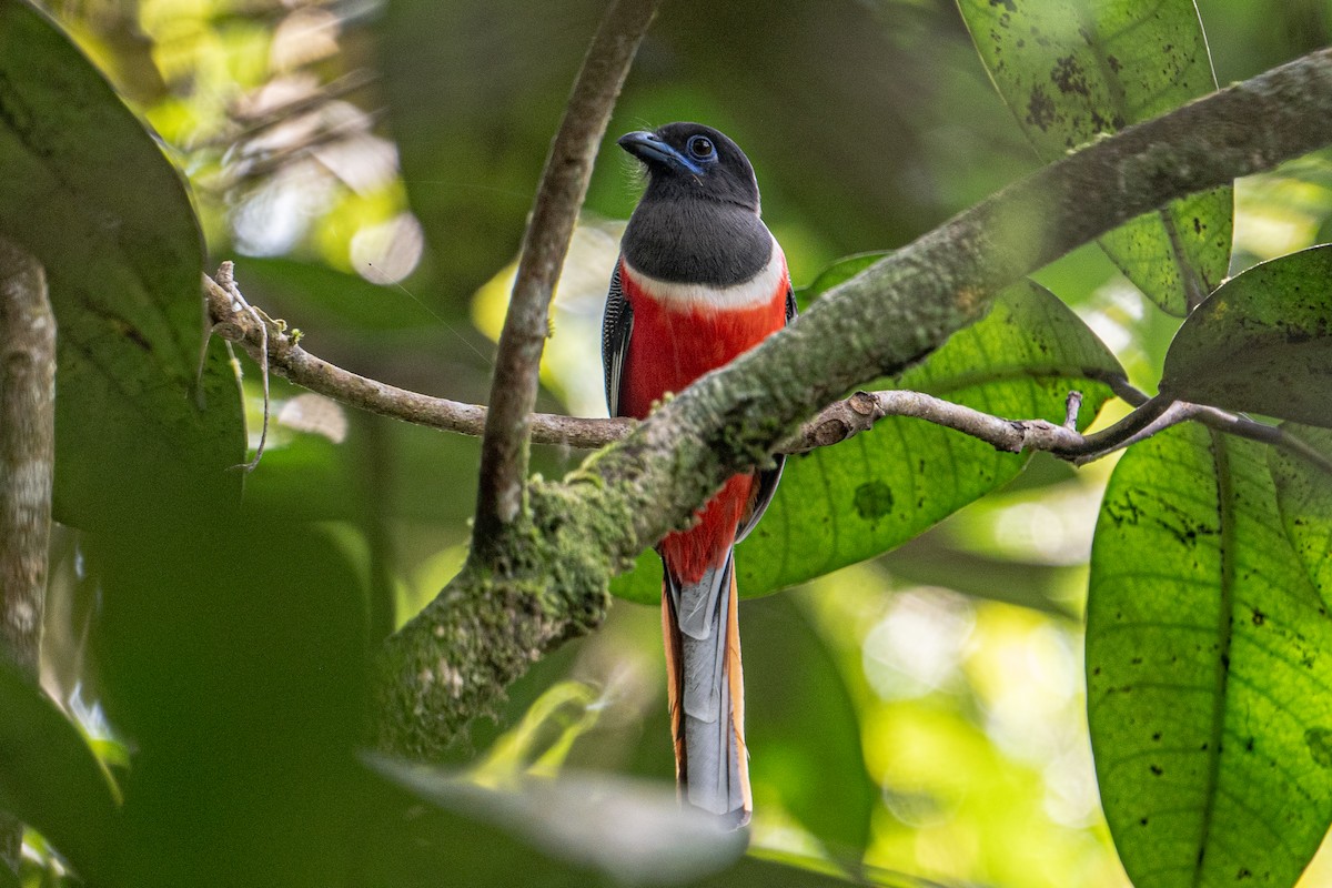 Trogon de Malabar - ML647303605