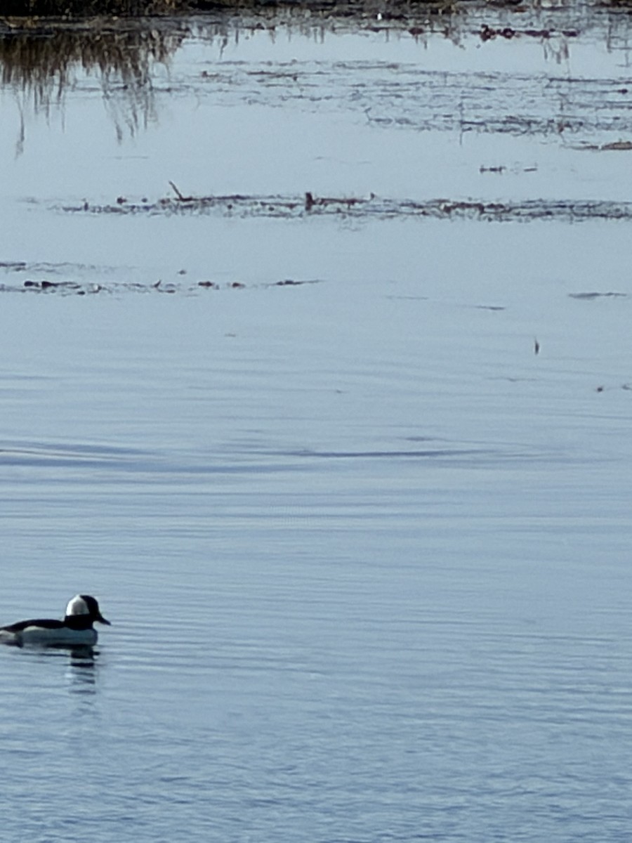Bufflehead - ML647303606