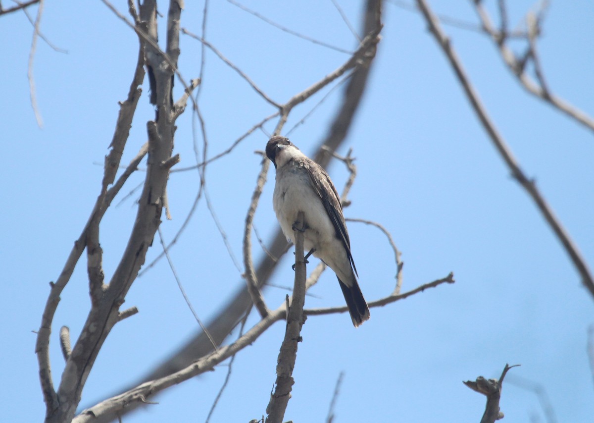 Eastern Kingbird - ML647303615