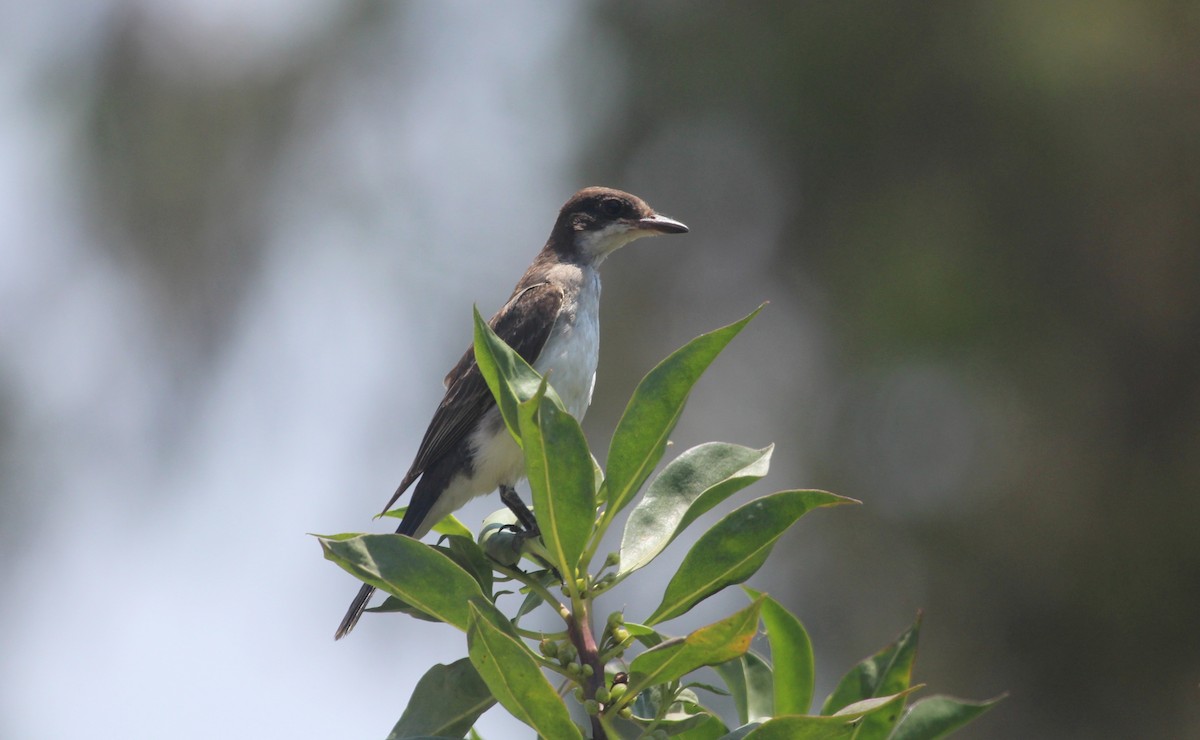 Eastern Kingbird - ML647303619