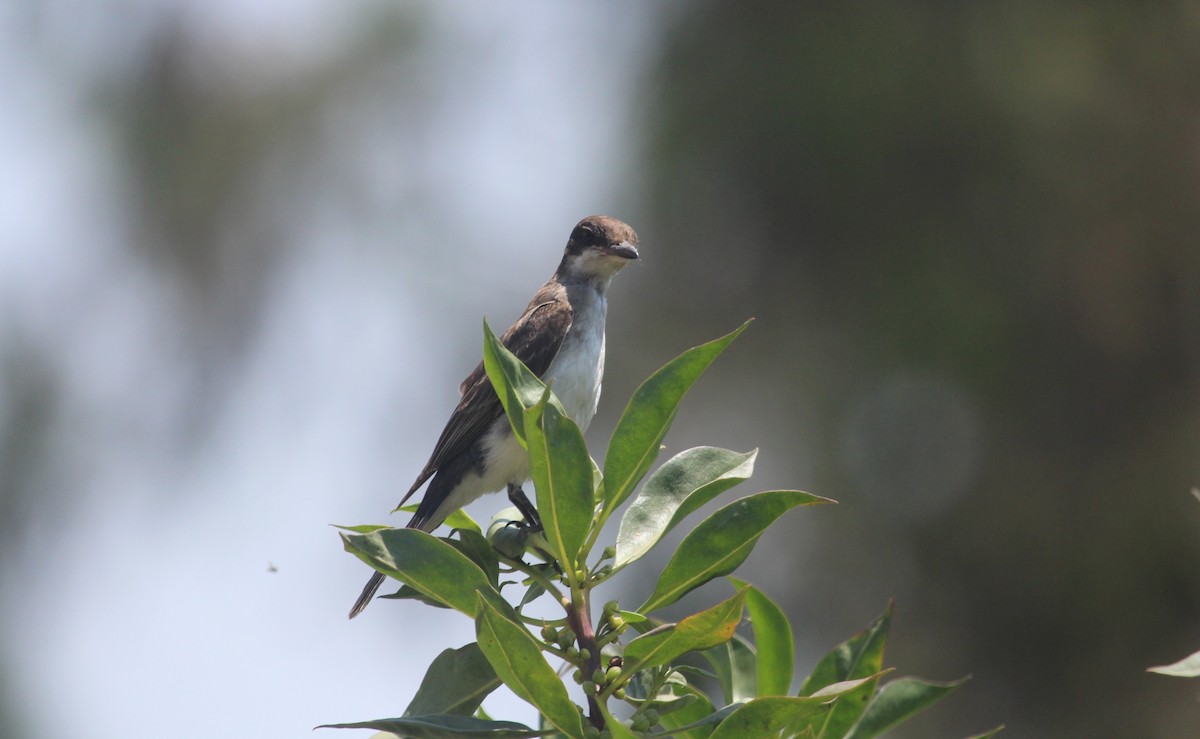 Eastern Kingbird - ML647303620