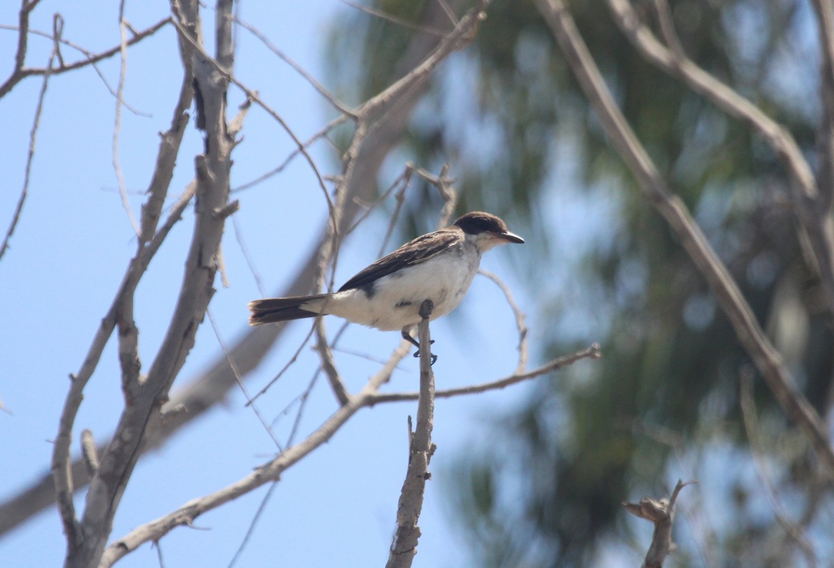 Eastern Kingbird - ML647303621