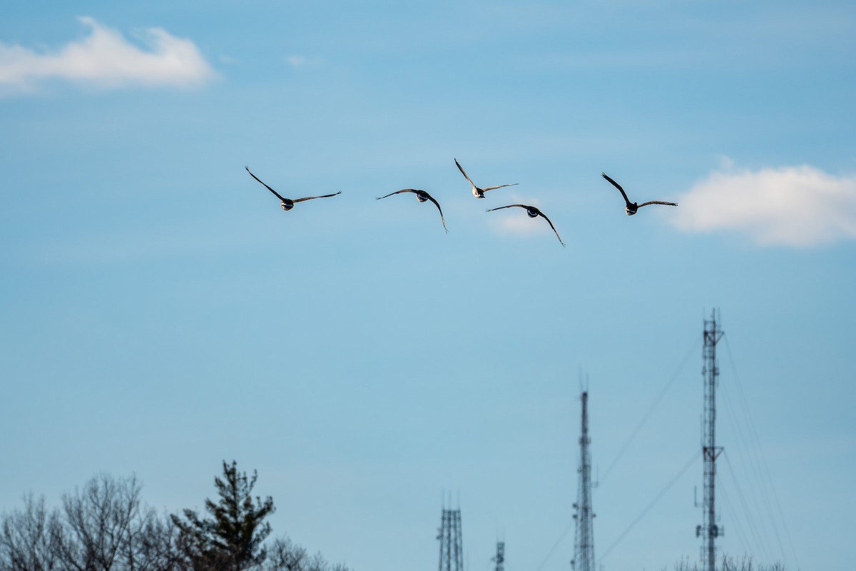 シジュウカラガン - ML647303622