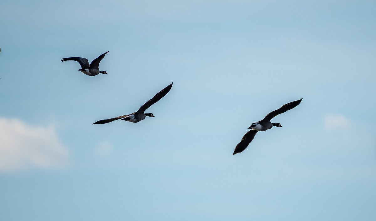 シジュウカラガン - ML647303623