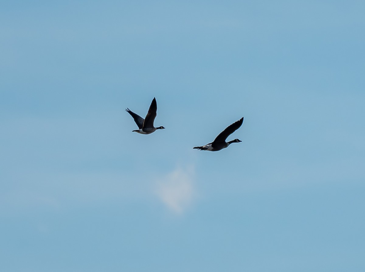 シジュウカラガン - ML647303624