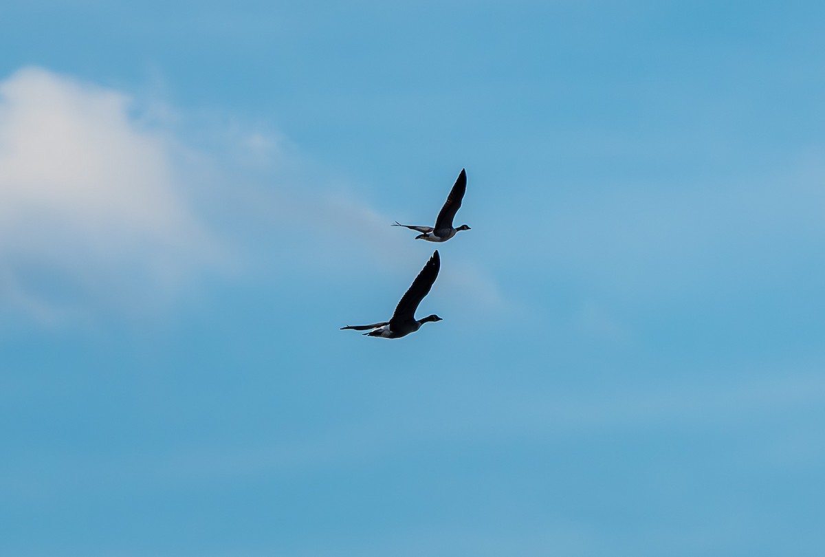 シジュウカラガン - ML647303625