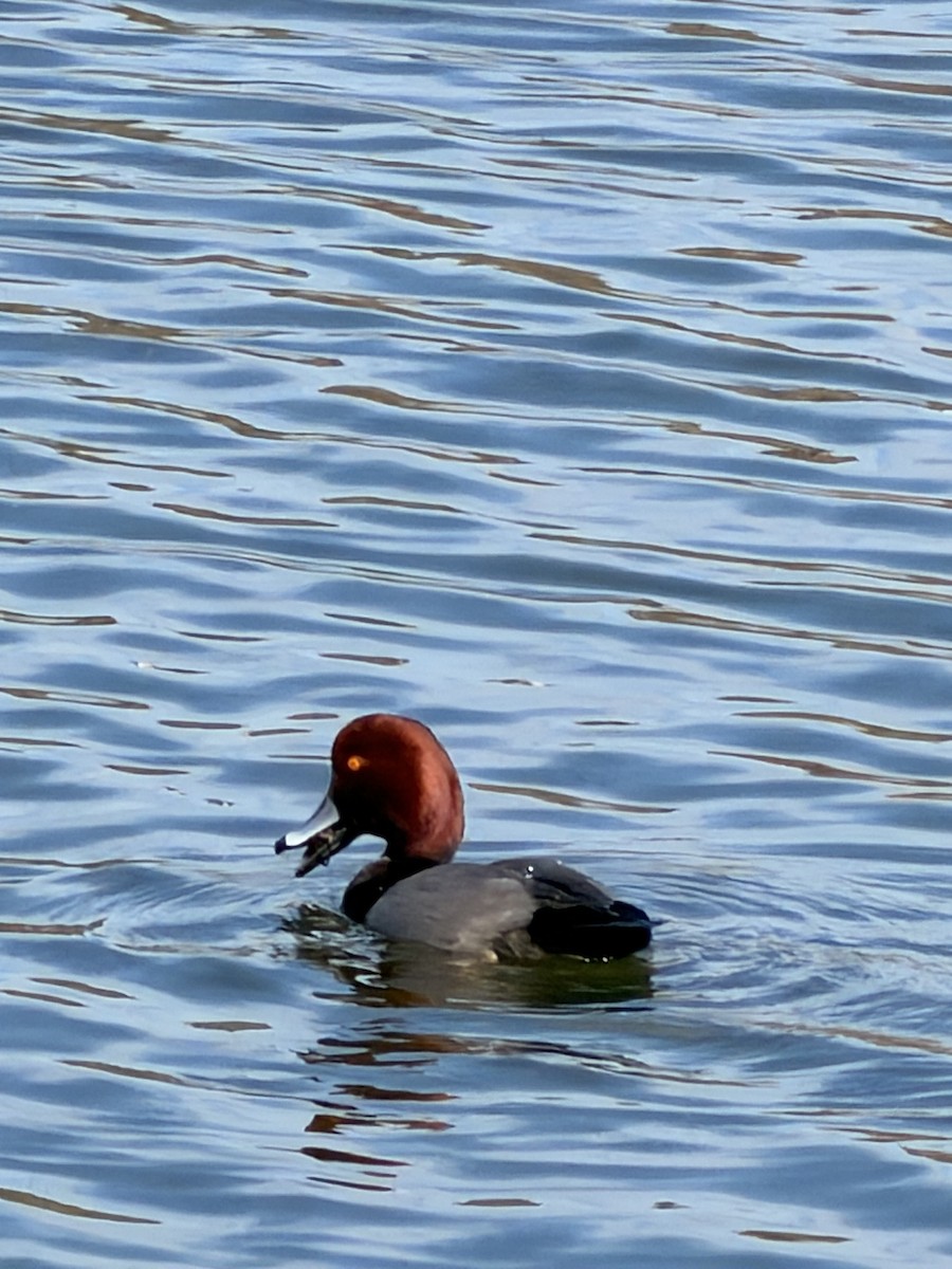 Redhead - ML647303632