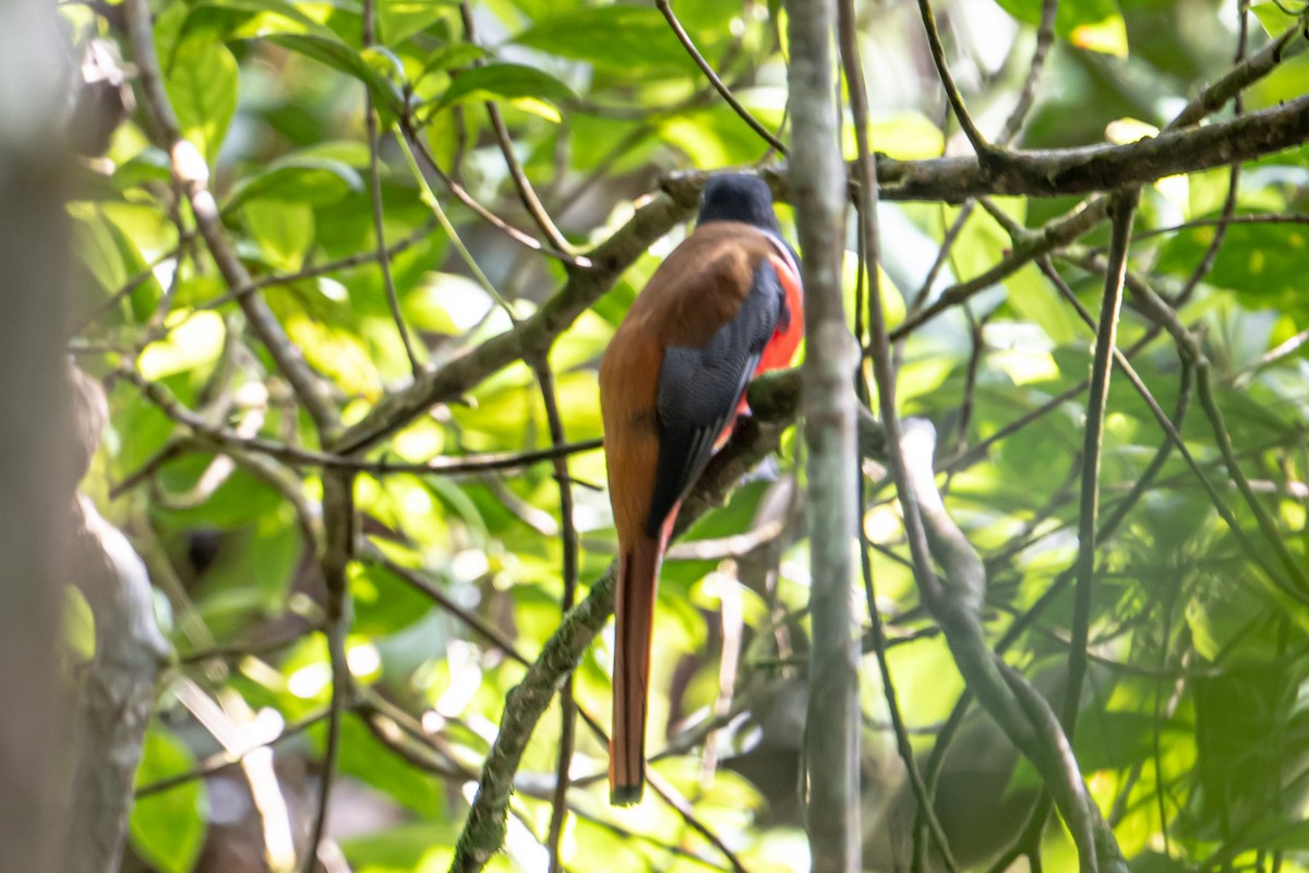 Trogon de Malabar - ML647303653