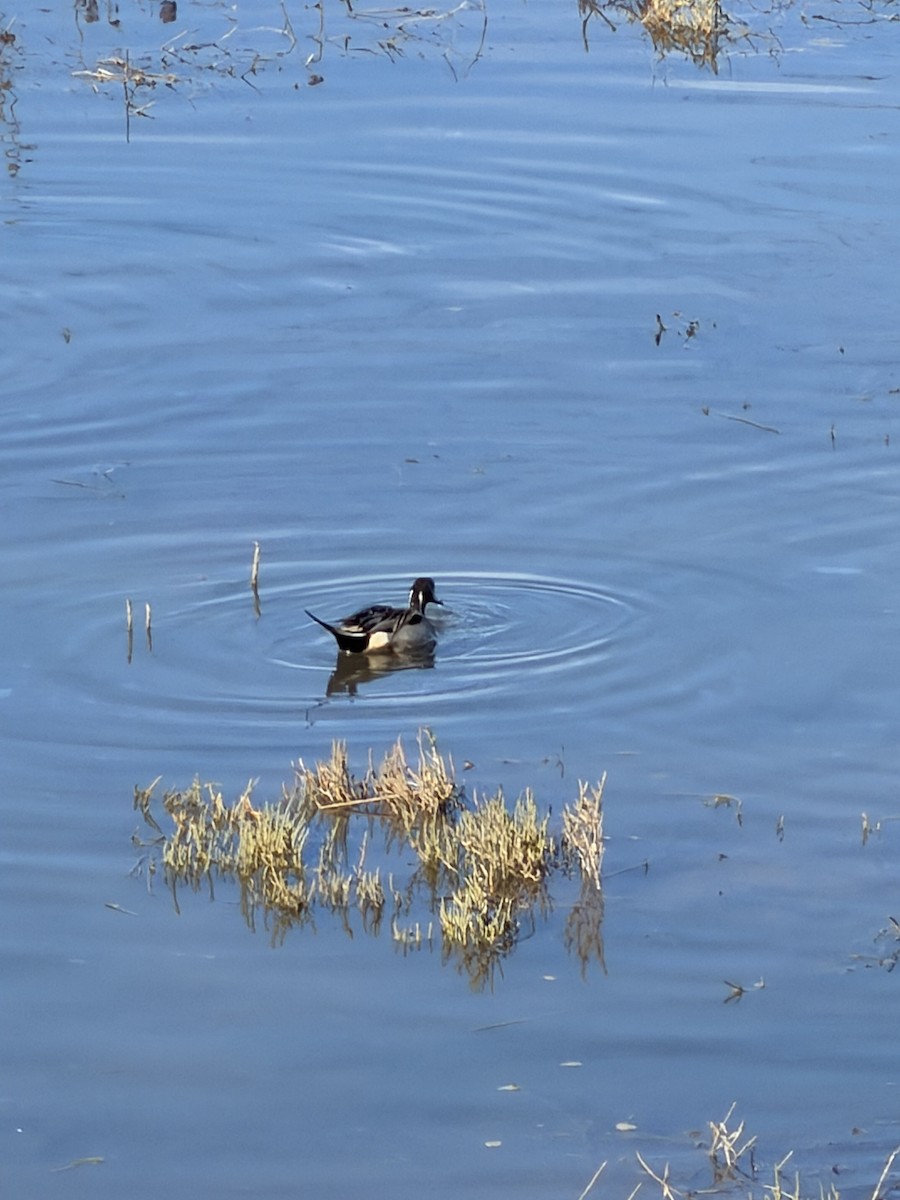 Northern Pintail - ML647303656