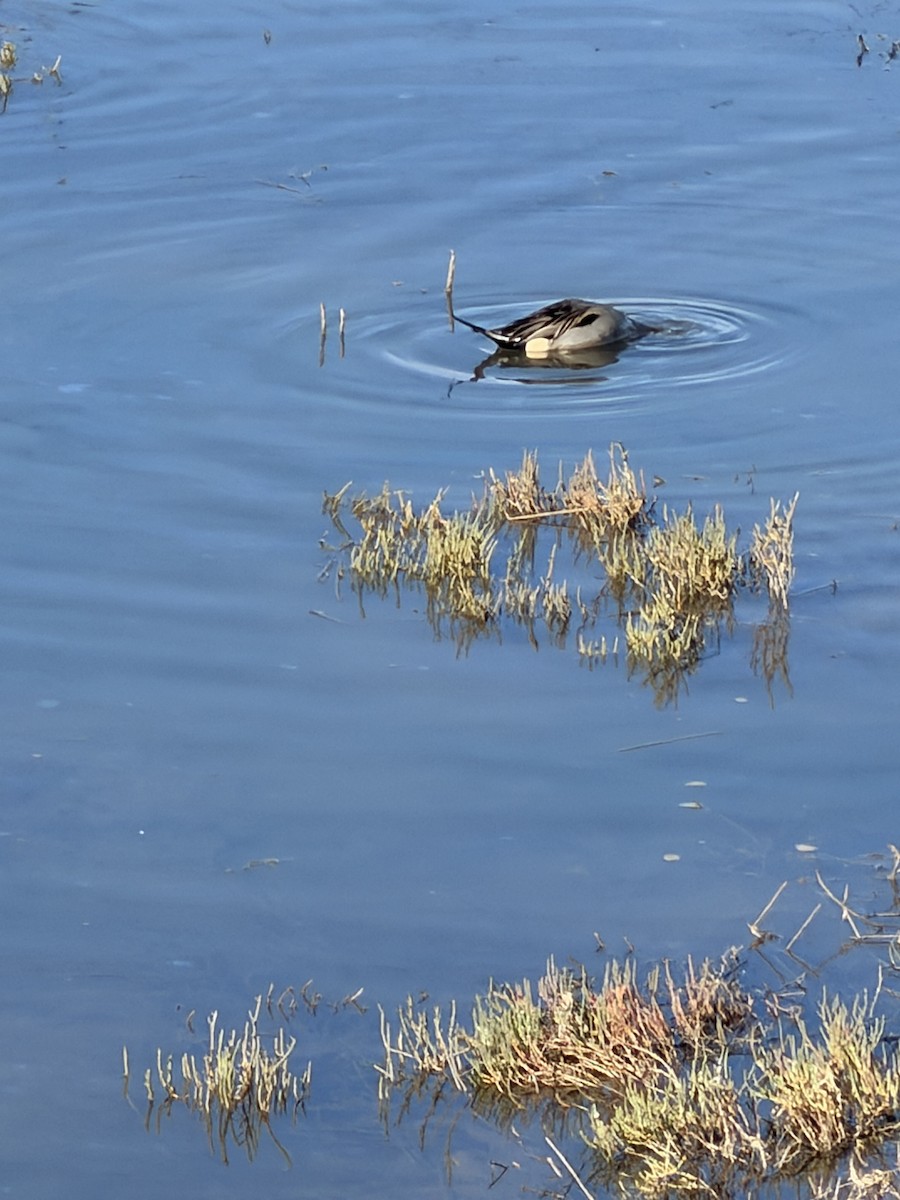 Northern Pintail - ML647303657