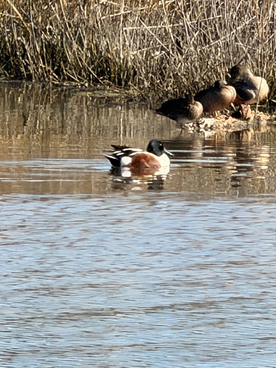 Northern Shoveler - ML647303667