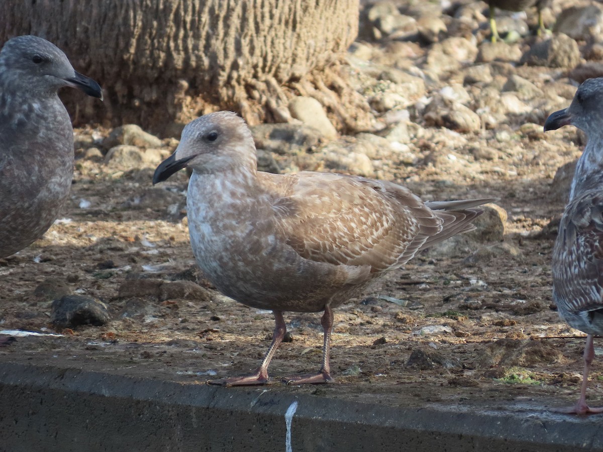 שחף בלתי-מזוהה - ML647303668
