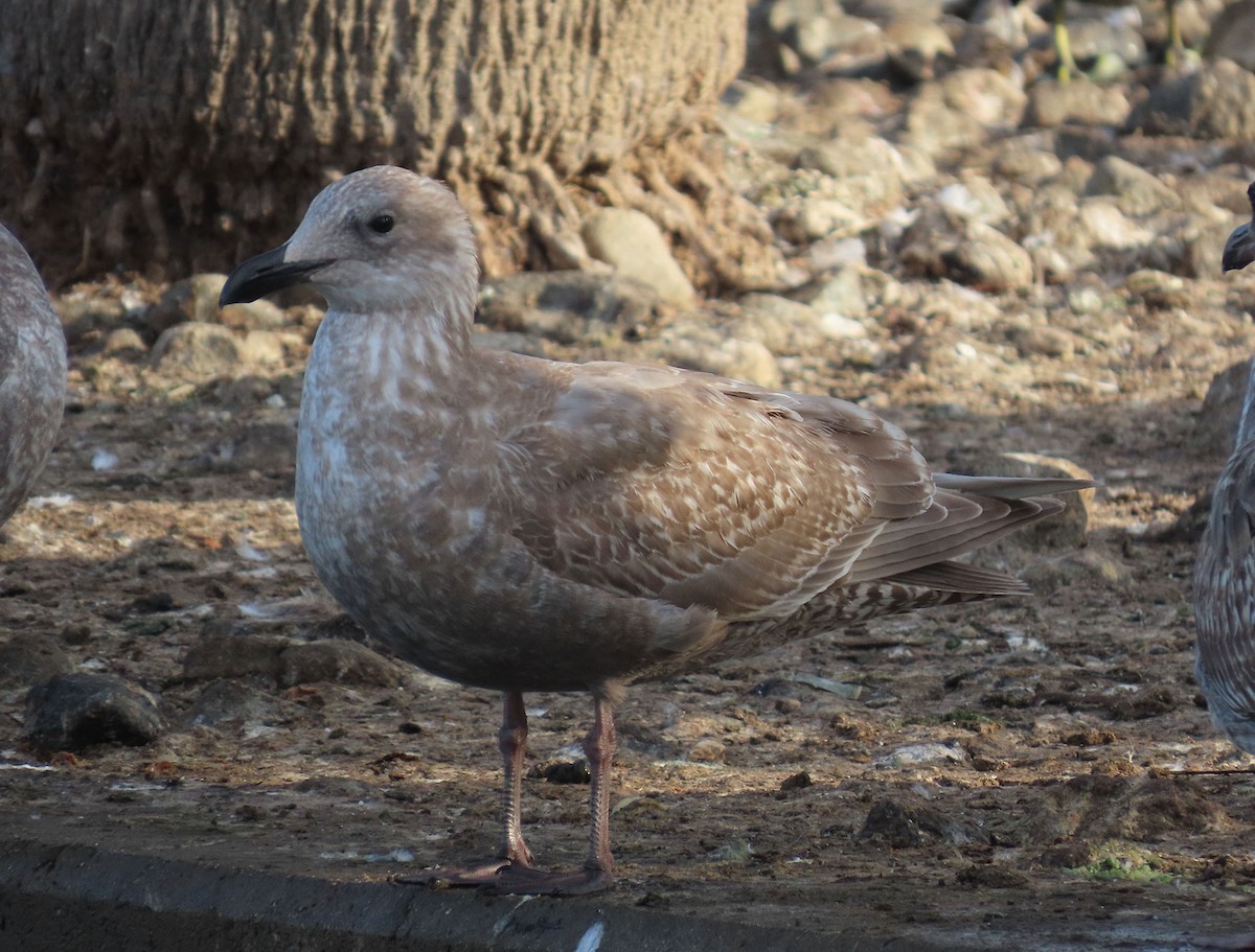 שחף בלתי-מזוהה - ML647303669