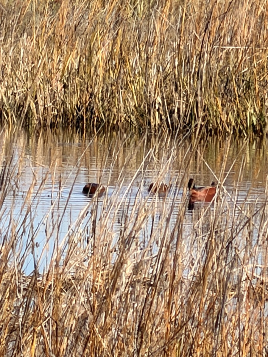 Cinnamon Teal - ML647303671