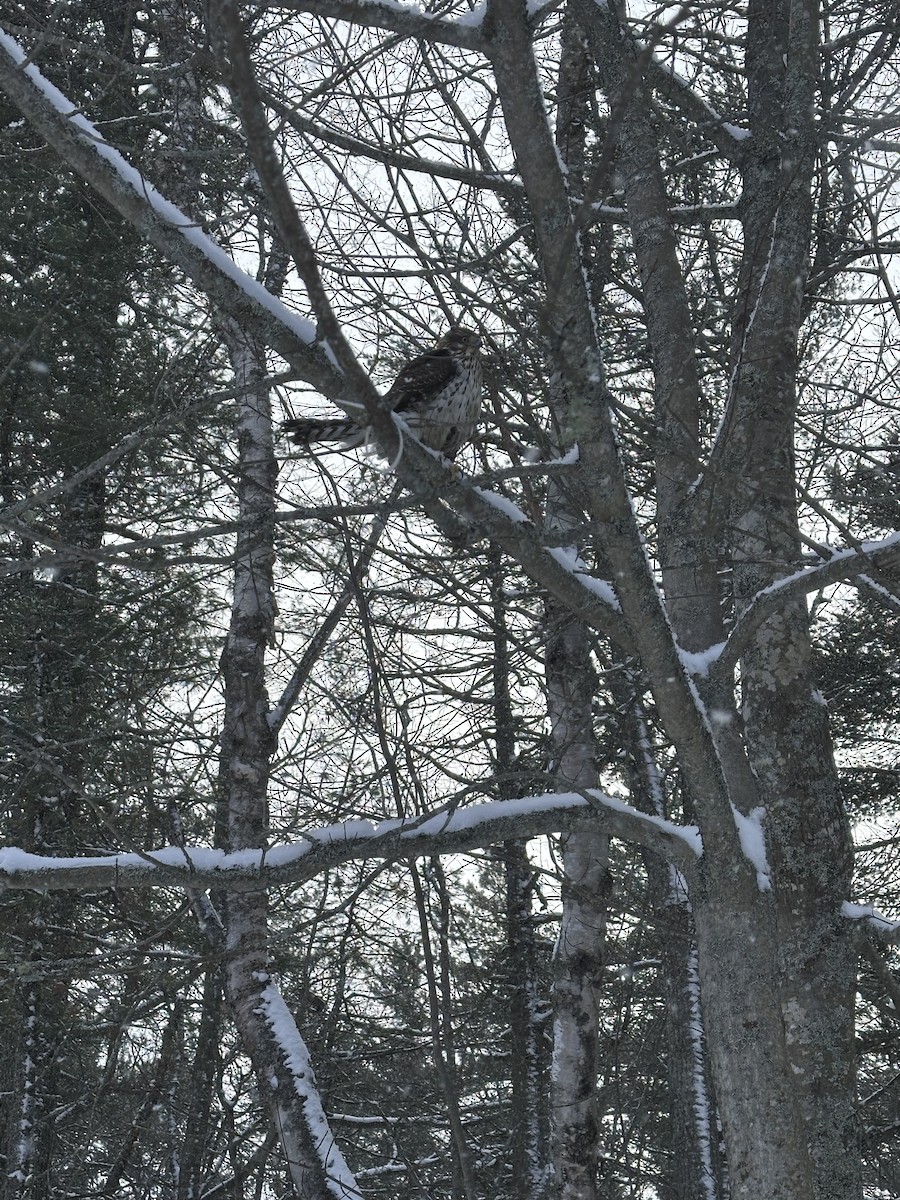 hawk sp. - ML647303673