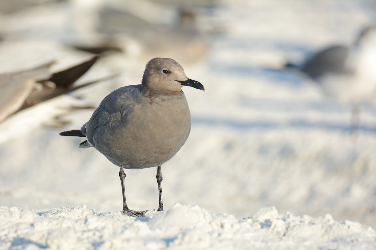 Серая чайка - ML647303675