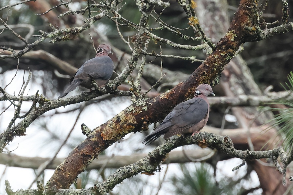 Sri Lanka Wood-Pigeon - ML647303682