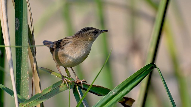 Pallas's Grasshopper Warbler - ML647303692
