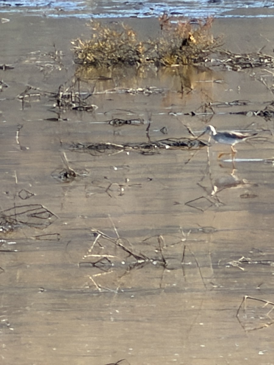 Greater Yellowlegs - ML647303693