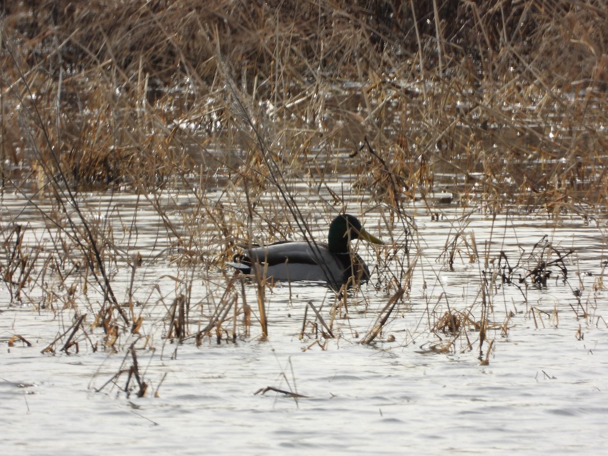 Mallard - ML647303697