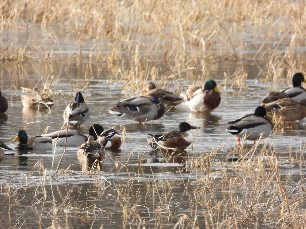 Northern Shoveler - ML647303701