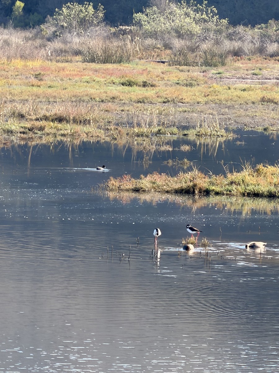 Black-necked Stilt - ML647303702