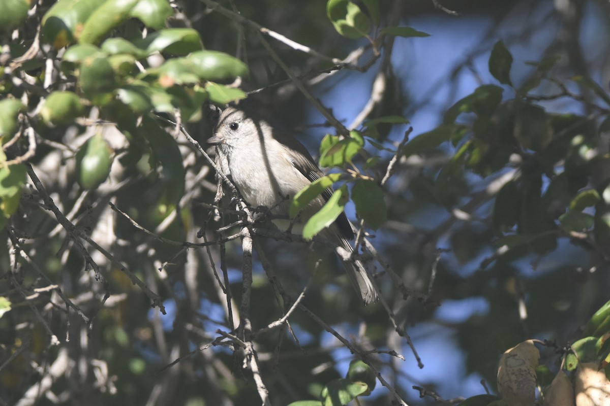 Oak Titmouse - ML647303706