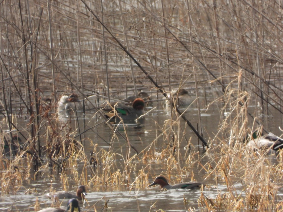 Green-winged Teal - ML647303707