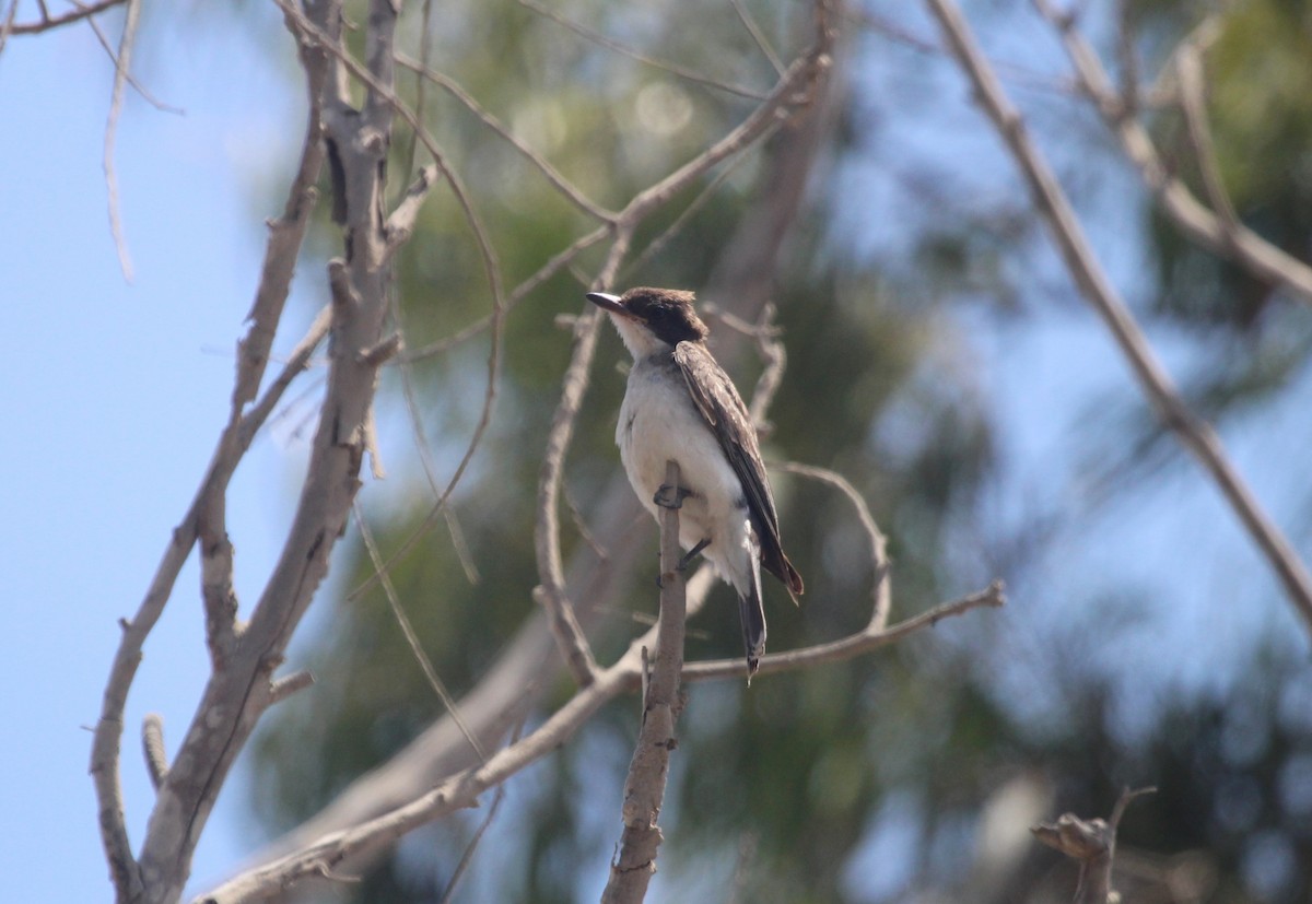 Eastern Kingbird - ML647303718