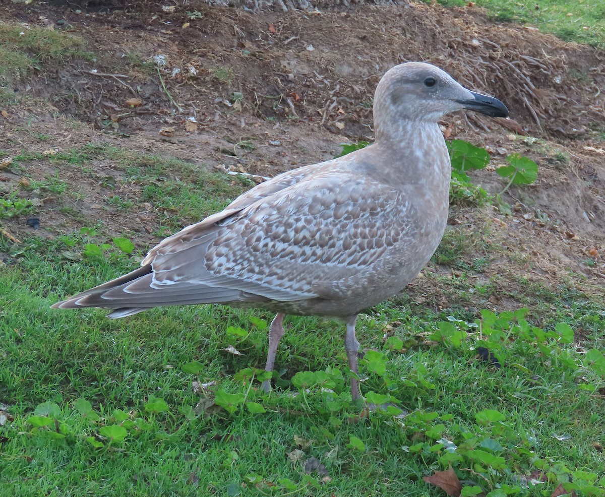 שחף בלתי-מזוהה - ML647303720
