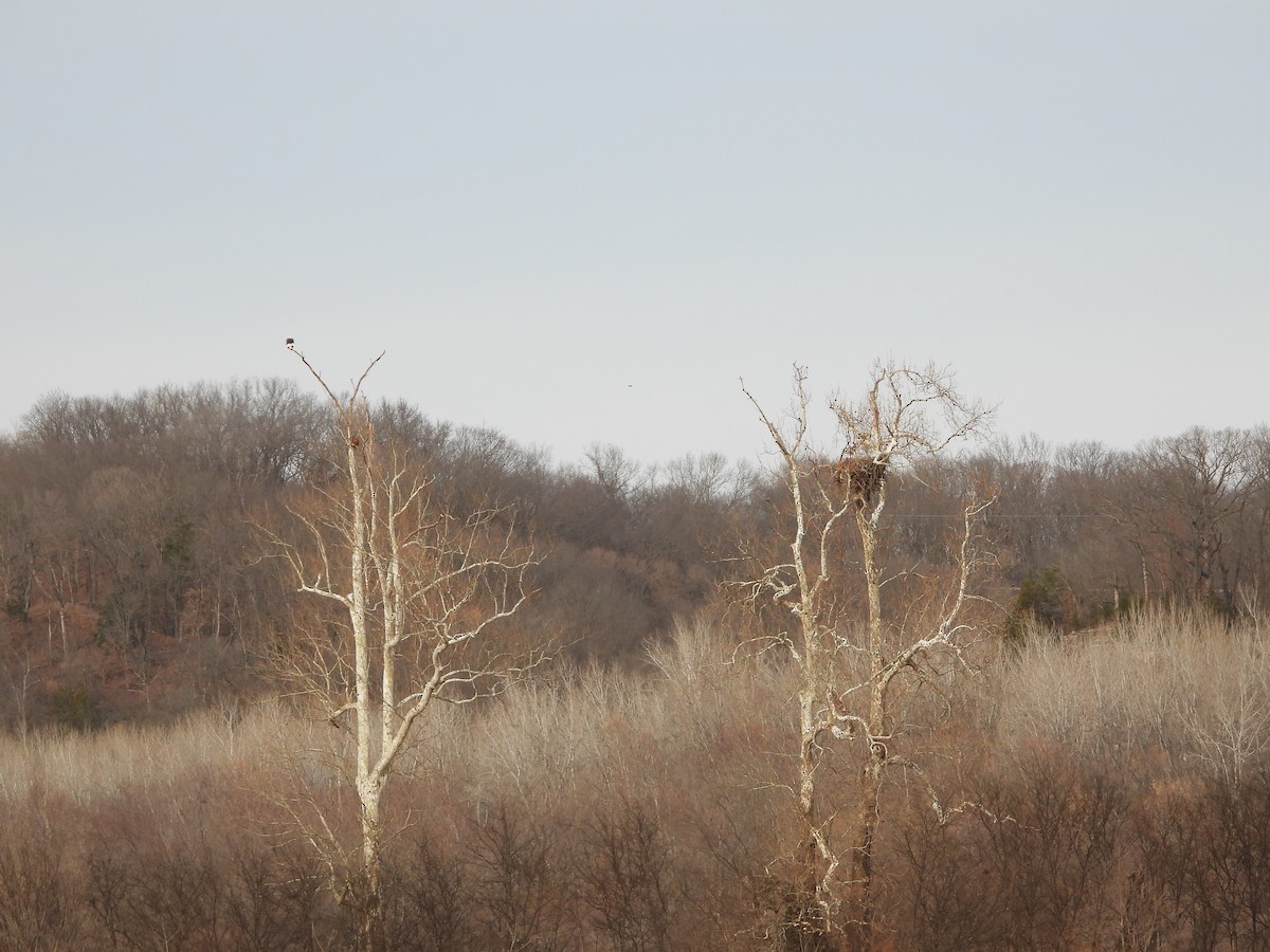 Bald Eagle - ML647303748