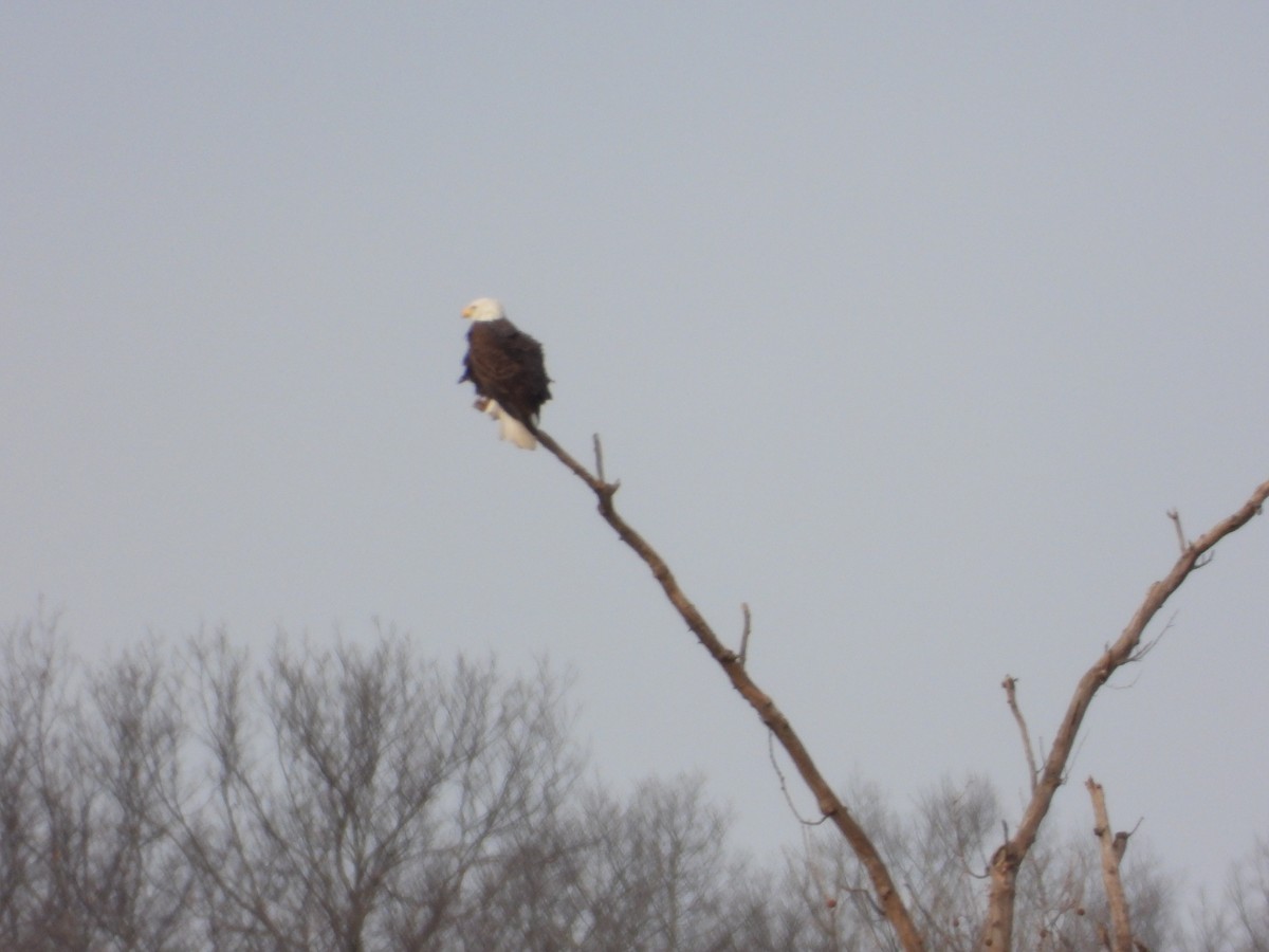 Bald Eagle - ML647303749
