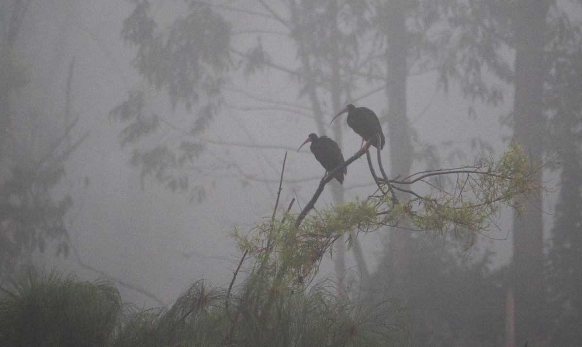 Nacktzügelibis - ML647303751