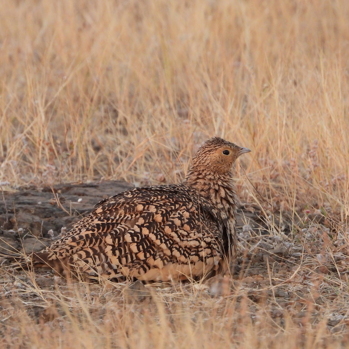 Braunbauch-Flughuhn - ML647303753
