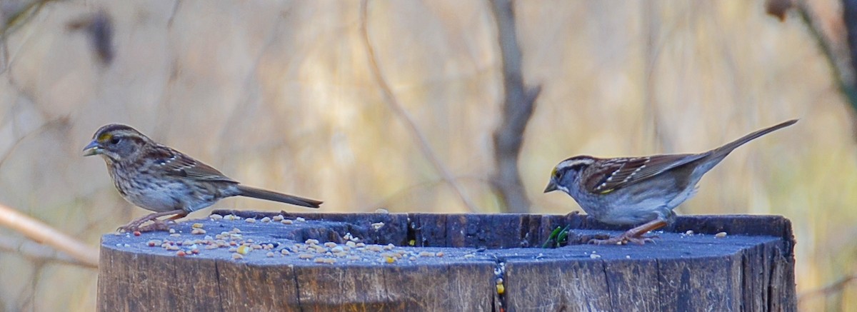 Weißkehlammer - ML647303754