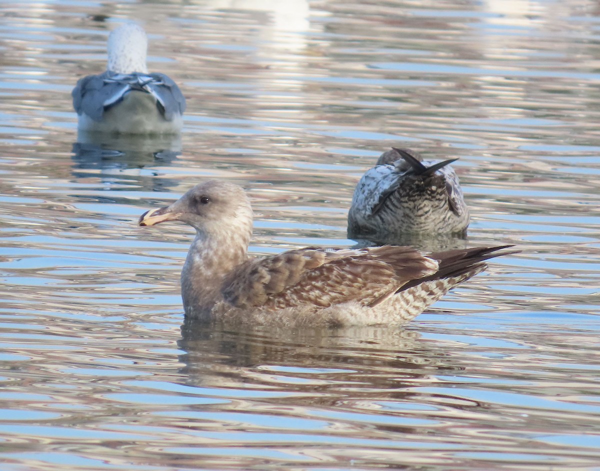 Westmöwe - ML647303755