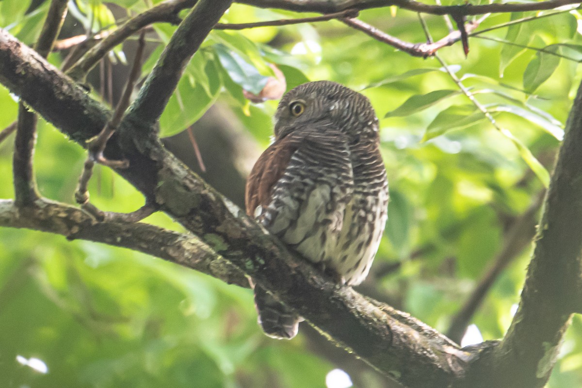 Kastanienmantel-Zwergkauz - ML647303756