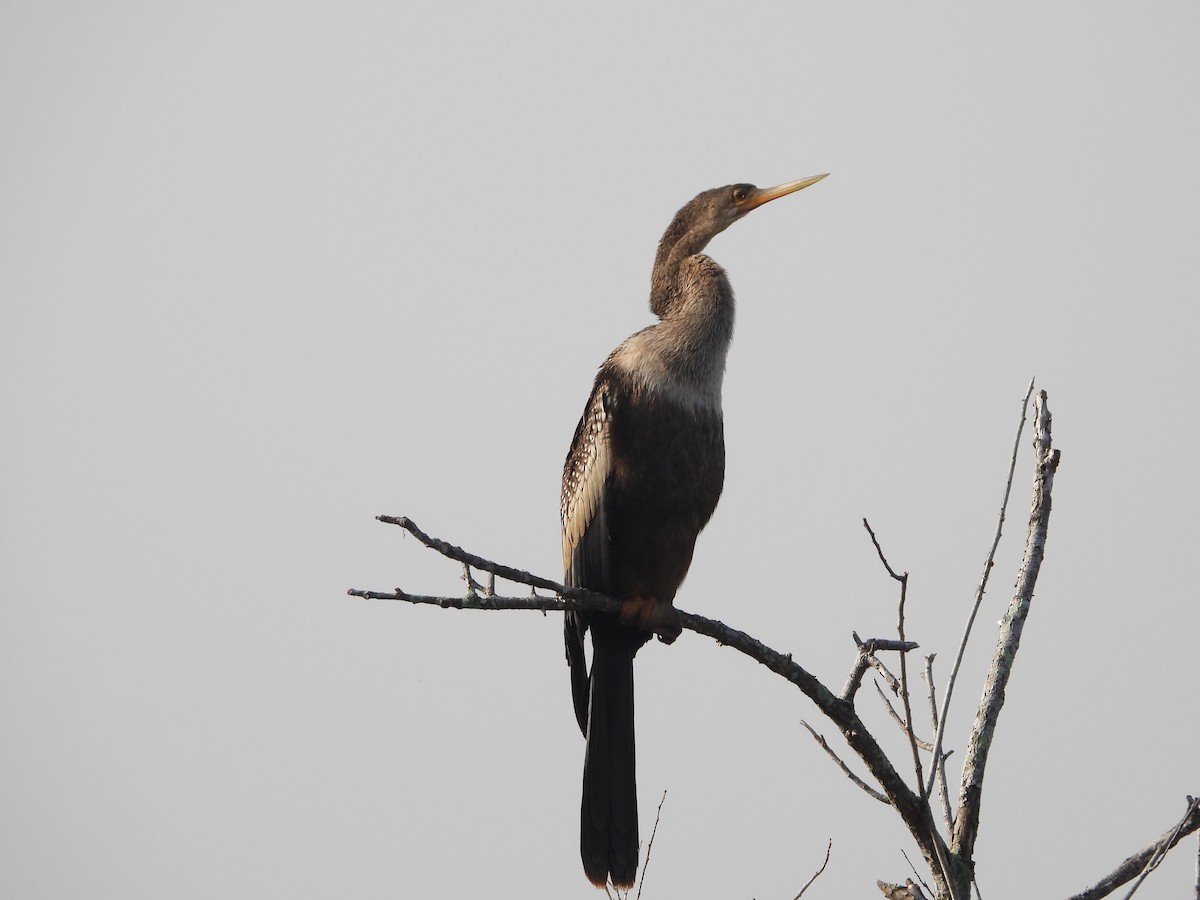 Amerika-Schlangenhalsvogel - ML647303760