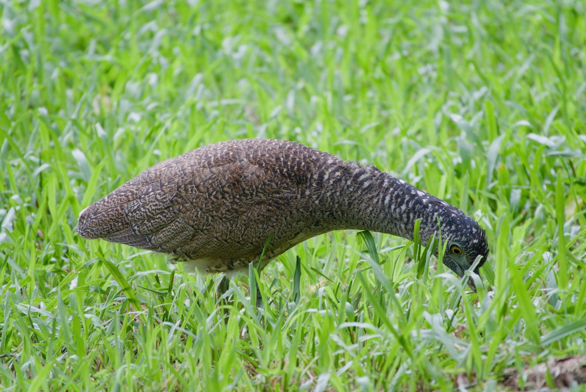 Wellenreiher - ML647303763