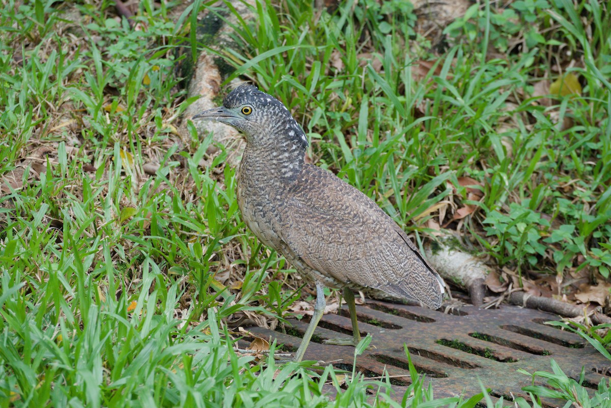 ズグロミゾゴイ - ML647303764